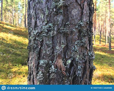 Natural Bark Of Pine Tree In Summer Forest Stock Image Image Of Aged