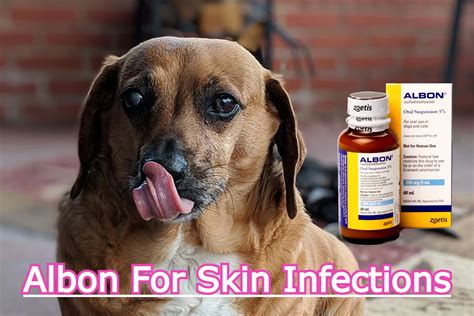 Albon For Skin Infections An Effective Antibiotic For Dogs