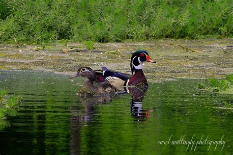 Carol Mattingly Photography Wood Ducks Murfree Spring Wetlands