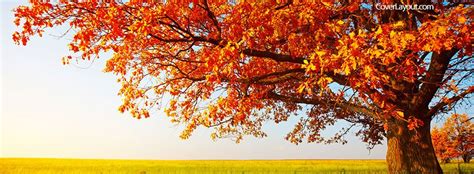 Autumn Foliage Facebook Cover Tree Wallpaper Phone