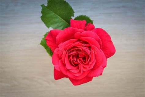 Single Red Rose With Green Leaf Stock Photo Image Of Celebration