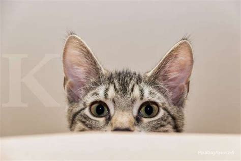 Berita Terkini Momsmoney Id Terkait Kucing Bawa Bangkai Ke Rumah
