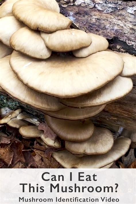 Learn How To Identify Mushrooms In This Video I Made About Oyster