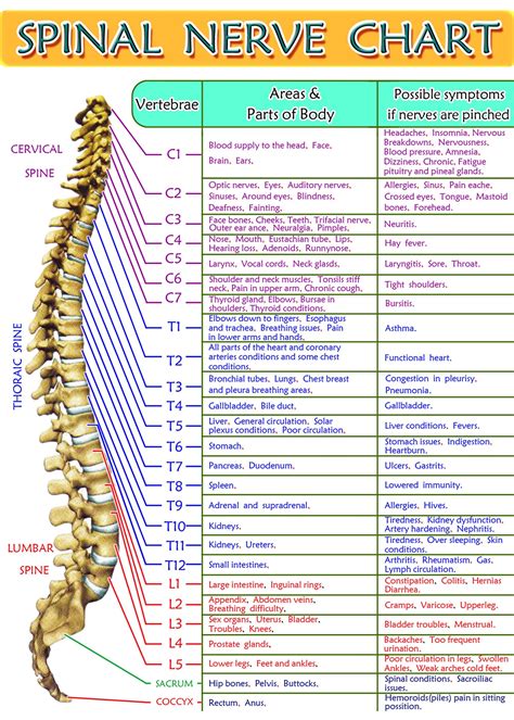 Molly smith dipcnm, mbant • reviewer: Spinal Nerve Chart Print 5x7 | Etsy (With images) | Spinal ...