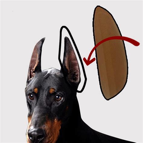 How Do You Tell If A Dogs Ears Will Stand