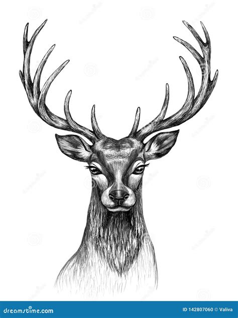 Deer Photos Drawing Merryheyn