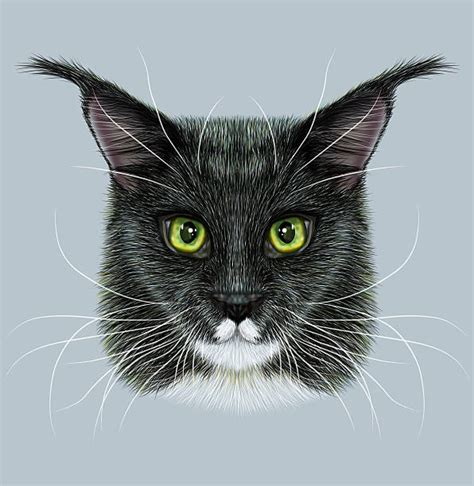 Best Maine Coon Cat Illustrations Royalty Free Vector Graphics And Clip