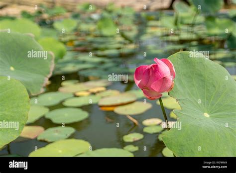 Closed Lotus Flower Hi Res Stock Photography And Images Alamy