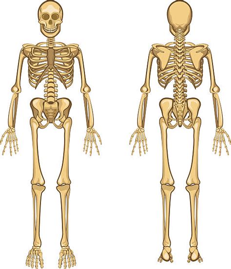 20 Clip Art Of Skeleton Front And Back Illustrations Royalty Free