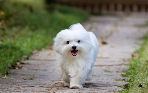 Maltese Dog Breed Information And Characteristics Daily Paws
