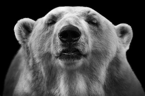 Expressive Black And White Portraits Of Zoo Animals My
