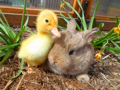 Baby Bunny And Duck Unusual Animal Friends Baby Animals