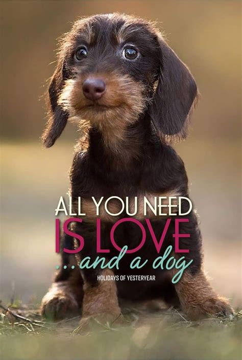 Pin By Terry Smith On I Love Dogs In 2021 Animal Rescue Quotes Dog