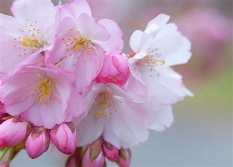 Cherry Blossom Background 1080p 1920x1080 Wallpaper