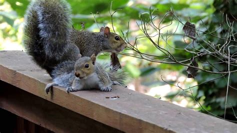 Mama Squirrel Rescues Baby Animated Animals Baby Squirrel Animals