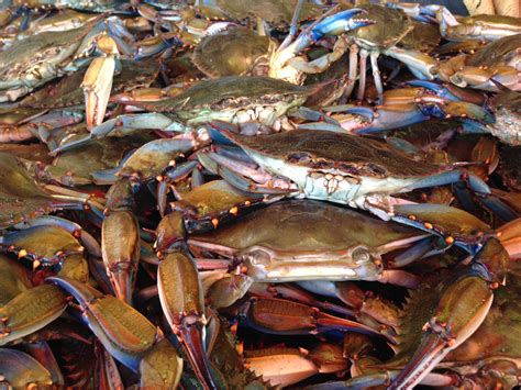 Dredge Survey Results Blue Crabs In Bay More Plentiful Wtop