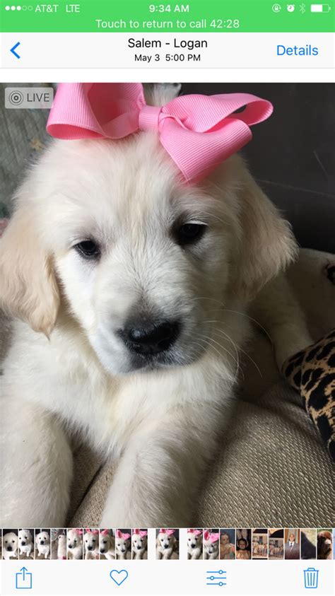 Below are our currently available puppies. Beautiful English Cream puppies Puppies available ️ ️ ️ ️ ...