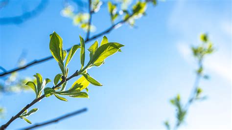 Free Images Tree Nature Grass Branch Blossom Sky Sunlight Leaf
