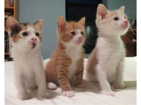 She is friendly and ready for a home. Fizz and Sazerac: Brother kittens for adoption, one cream ...