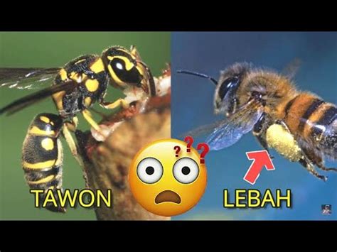Inilah Perbedaan Antara Tawon Dan Lebah Mengenal Serangga Youtube
