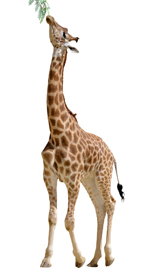Girafa Desenho Png