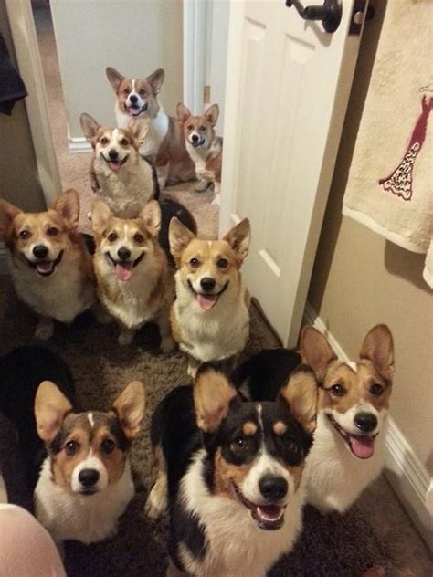 15 Signs Youre A Crazy Corgi Person And Damn Proud To Be