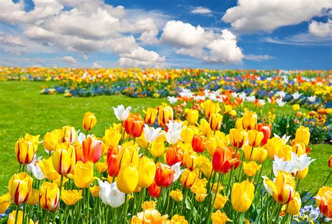 Tulips Field Nature Flowers Landscape Wallpapers Hd Desktop And