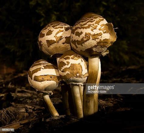 Mushrooms In Mulch Photos And Premium High Res Pictures Getty Images