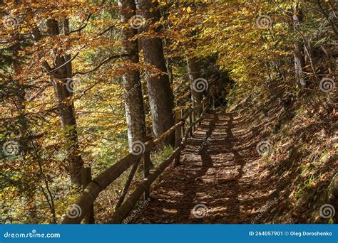 Forest Path With A Wooden Fence Next To Lake Synevyr On A Sunny Autumn