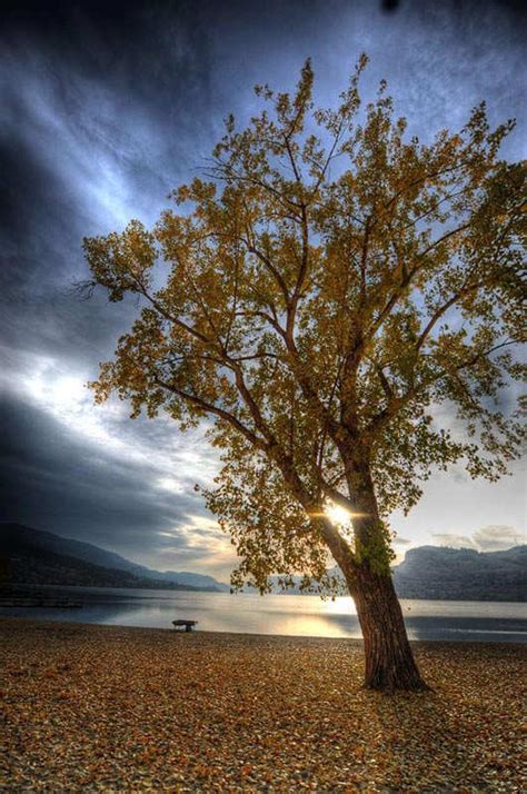 Beautiful Hdr Trees Photography