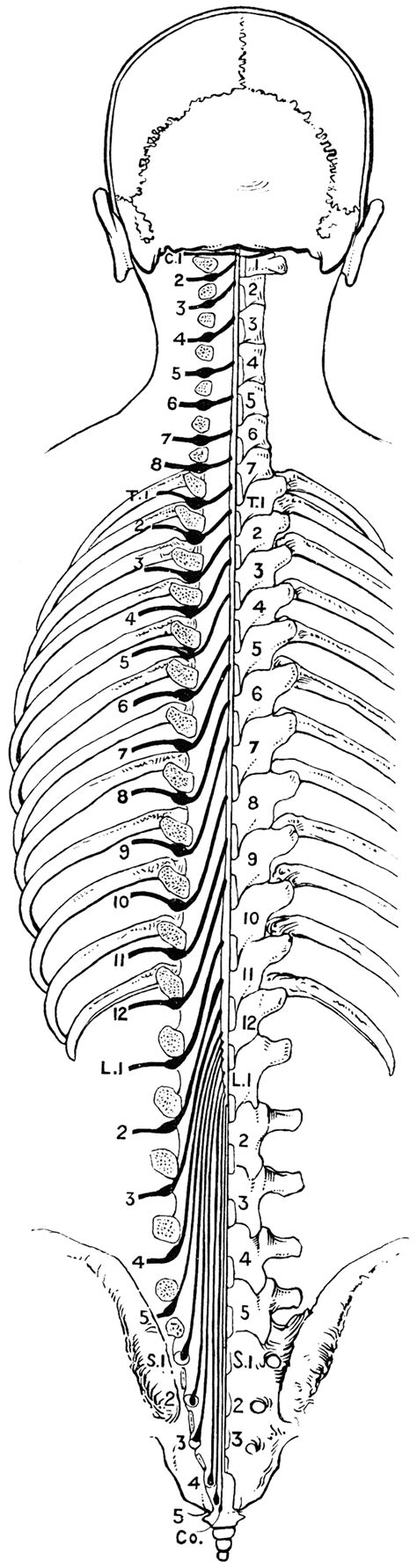 spinal nerves clipart etc my xxx hot girl