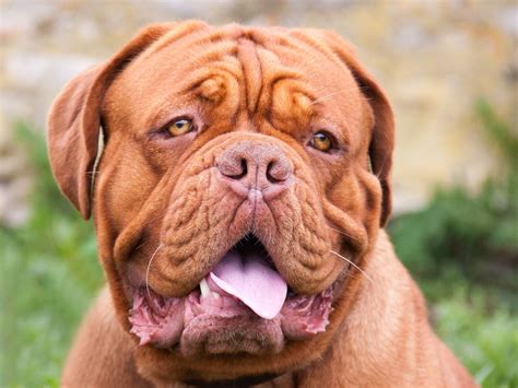 Orange Rooster Dog Photography Dogue De Bordeaux French Mastiff