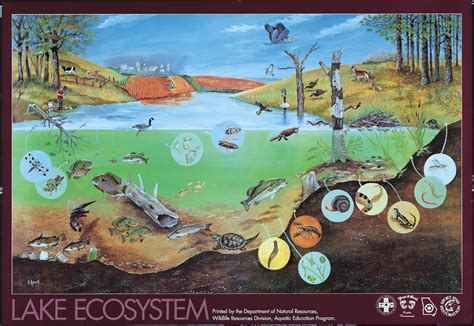 All Types Of Ecosystems Ecosystem A Community And Its Habitat An