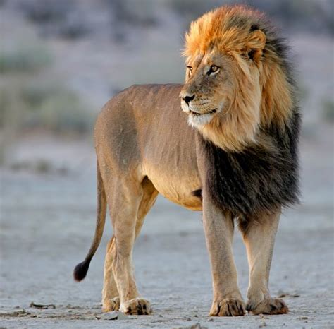 African Lion Facts Animal Facts Encyclopedia