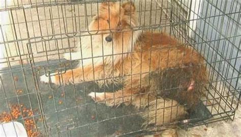 Condenan A Hombre A 99 Años De Cárcel Por Crueldad Animal Fotos