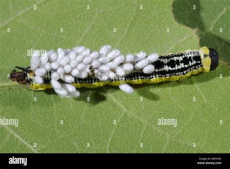 Hyperparasitism A Caterpillar Bears Cocoons Of Braconid Wasp Parasite