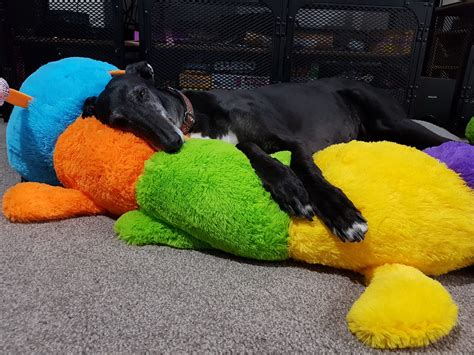 Puppy Love Colourful Cuddlepillars The New Craze For Dishlickers