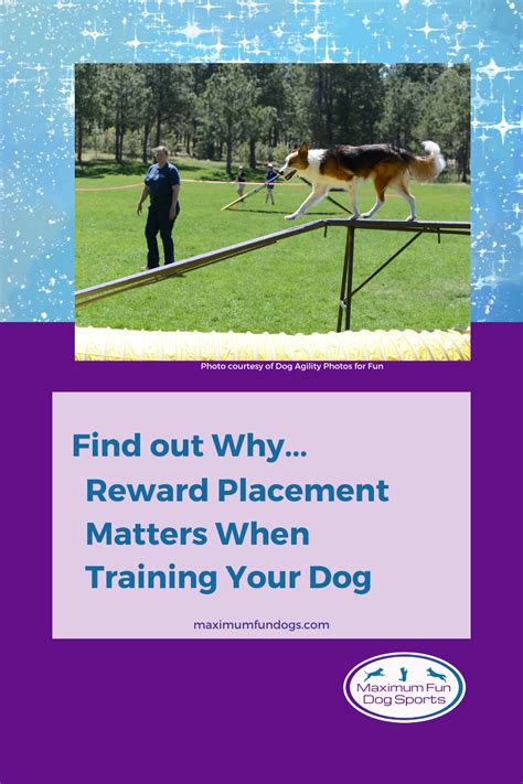 Your Dog Training Sessions Might Be Missing This One Key Ingredient