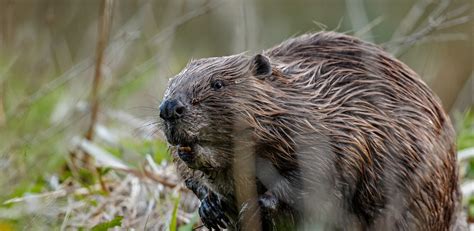 Beavers Beaver Trust