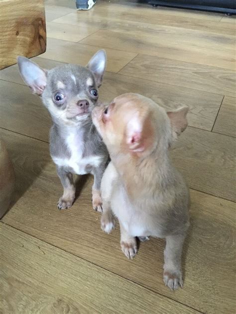 Puppies Two Lilac Chihuahua Pups For Sale In Ballater Aberdeenshire