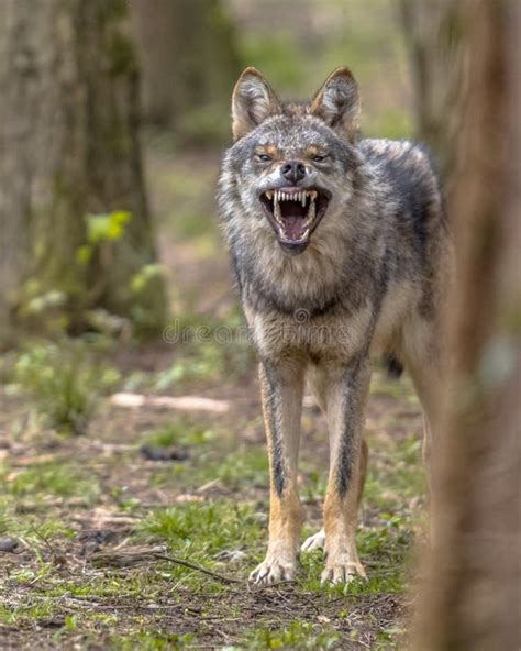 189 Growling Wolf Stock Photos Free And Royalty Free Stock Photos From