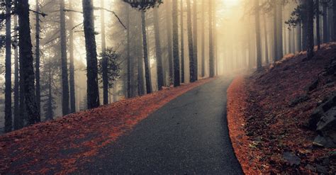 Road Through Autumn Forest In Fog · Free Stock Photo