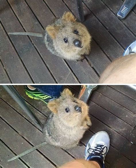 20 Animals Who Came For An Unexpected Visit And Melted Our Heart Cute