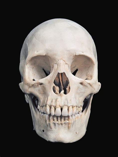 103 Best Images About Skeleton Skull Bones Human On Pinterest The