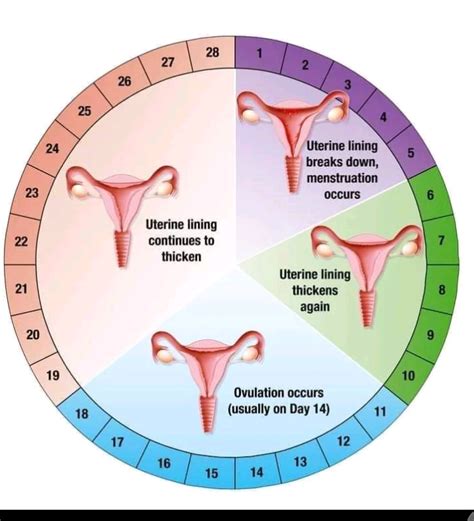 When Do You Ovulate After Period
