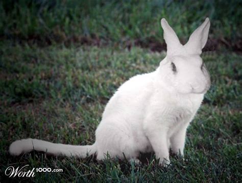 Rabbits nursed in this way would no doubt be imprinted on cats when they reached maturity and therefore as adults, instead of mating with their own kind, would choose to mate with. ! RABBIT IN THE WEB !: Rabbit + Cat = Cabbit?