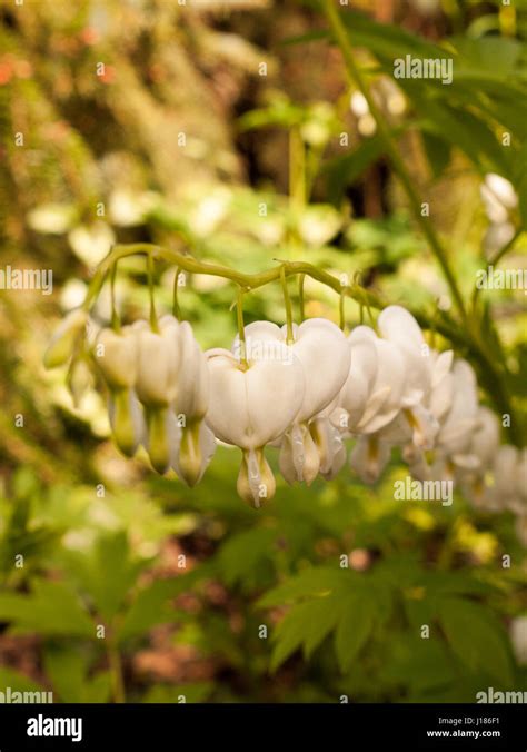 Incredible White And Hanging Bleeding Hearts In The Garden
