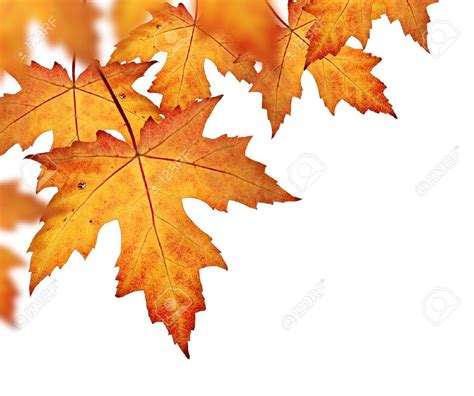 Orange Fall Leaves Border Isolated On A White Background Stock