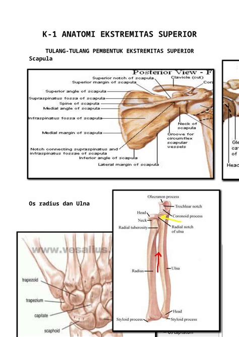 Docx Anatomi Ekstremitas Superior K Dokumen Tips