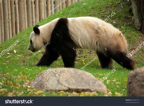Panda Bear Walking Around Stock Photo 36635716 Shutterstock